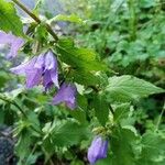 Campanula tracheliumFlors