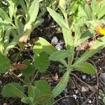 Calendula algeriensis Leaf