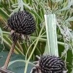 Rudbeckia fulgida Fruit