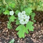 Crataegus x subsphaerica برگ