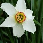 Narcissus poeticus Fiore