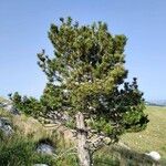 Pinus heldreichii Habitus