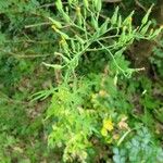 Lactuca quercina Flors