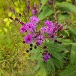 Vernonia noveboracensis Flower