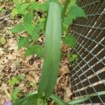 Tradescantia virginiana Leaf