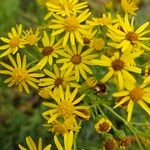 Senecio squalidus Flower