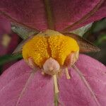 Dalechampia spathulata 花