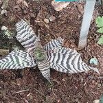 Cryptanthus zonatus Blad