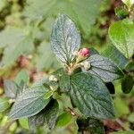 Cotoneaster dielsianus ശീലം