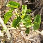 Schizostephanus alatus Leaf