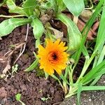 Calendula algeriensisFlower