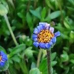 Felicia amelloides Flower