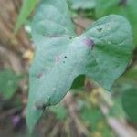 Ipomoea cordatotriloba Leaf