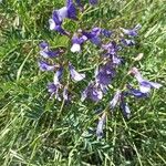 Vicia onobrychioides Kukka