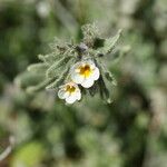 Alkanna corcyrensis Flower