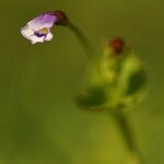 Torenia crustacea Flor