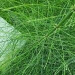 Equisetum × schaffneri Leaf