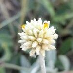 Pfaffia gnaphalioides Λουλούδι