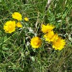 Inula oculus-christi Fleur