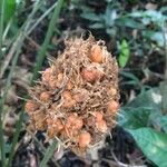 Goeppertia altissima Fruit