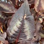 Polygonum microcephalum Leaf