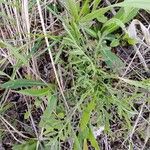 Centaurea diffusa Hoja