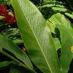 Alpinia purpurata Folha