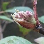 Viburnum × bodnantense Flor