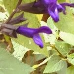 Scutellaria tuberosa Flor