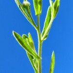 Pulicaria arabica Likasa