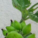 Priva lappulacea Gyümölcs