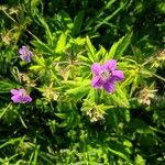 Geranium sylvaticum Fleur