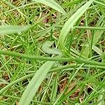 Ranunculus flammula Leaf