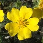 Potentilla hirta Flower