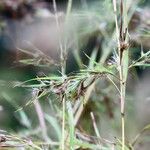 Themeda quadrivalvis Žiedas