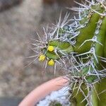 Euphorbia fruticosa Flor