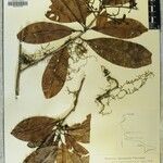 Photinia integrifolia