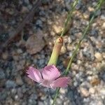 Dianthus saxicola