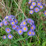 Symphyotrichum laeve Цвят
