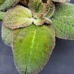 Bertolonia maculata