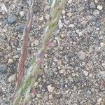 Digitaria sanguinalis Flower