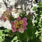 Lantana camara Blüte