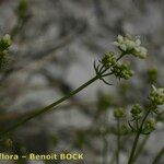 Galium timeroyi ᱮᱴᱟᱜ