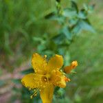 Hypericum scouleri Floare