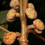 Coussapoa villosa Frukt