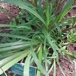 Saccharum officinarum Листок