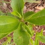 Baccharis latifolia Leaf