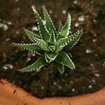 Haworthia attenuata পাতা