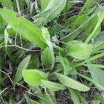 Plantago rhodosperma Habitus