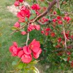 Chaenomeles speciosaफूल